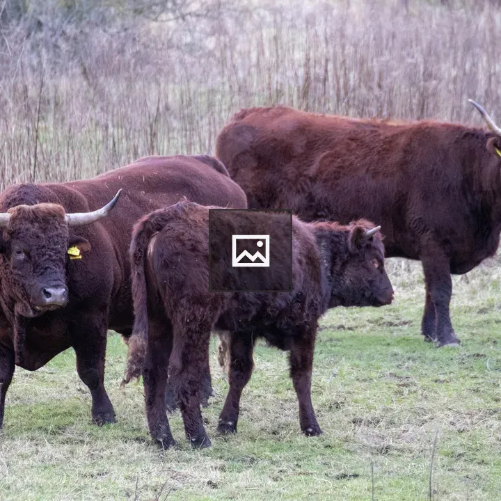 Three cattle on grass