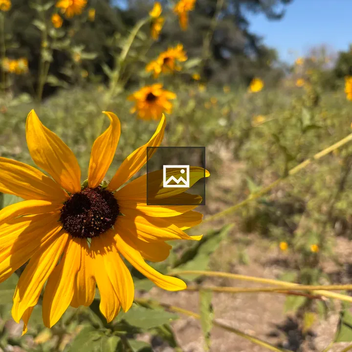 Sunflower close-up in field