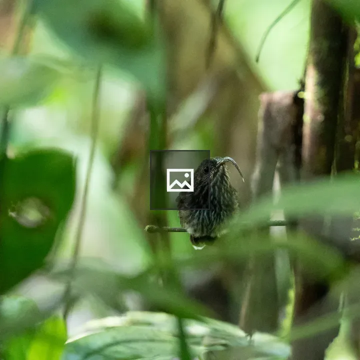 Rare Colibri Costa Rica