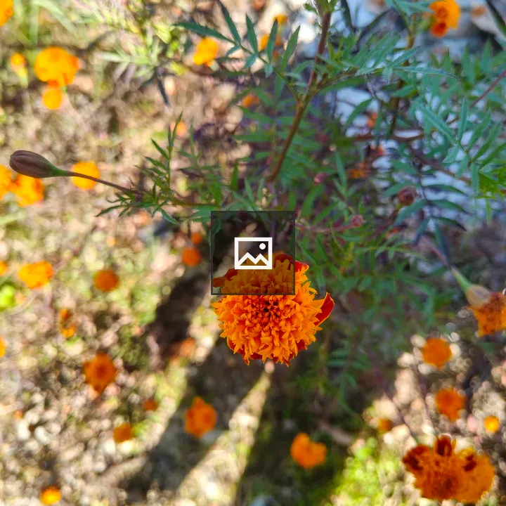 Marigold flowers close-up