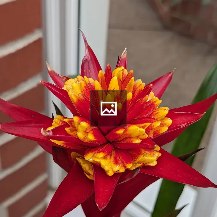 Top of red and yellow plant