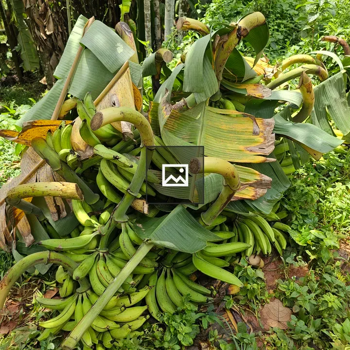 Green Nendran Bananas, Grounded