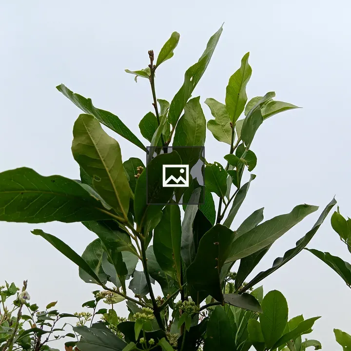 Plants with green leaves and flowers
