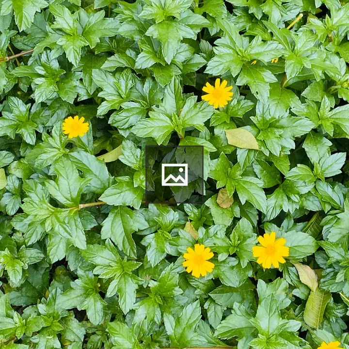 Dense patch of green leaves with yellow flowers