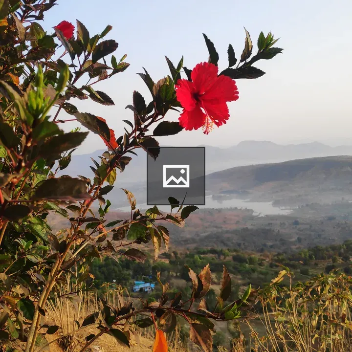 Hibiscus on hill