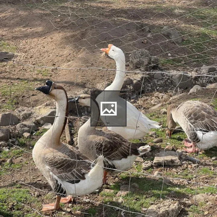 Geese Behind a Wire Fence