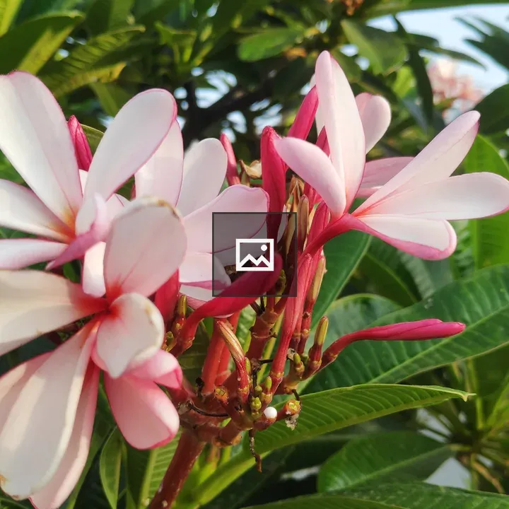 Frangipani pink flower