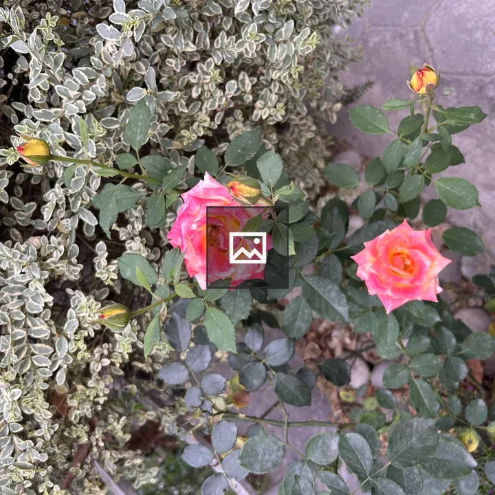 Pink roses close-up