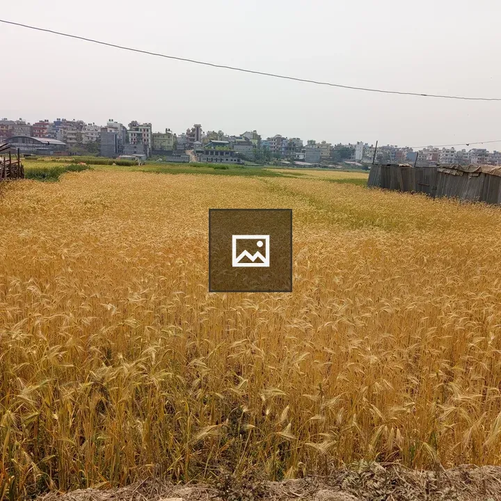 Field of Golden Wheat