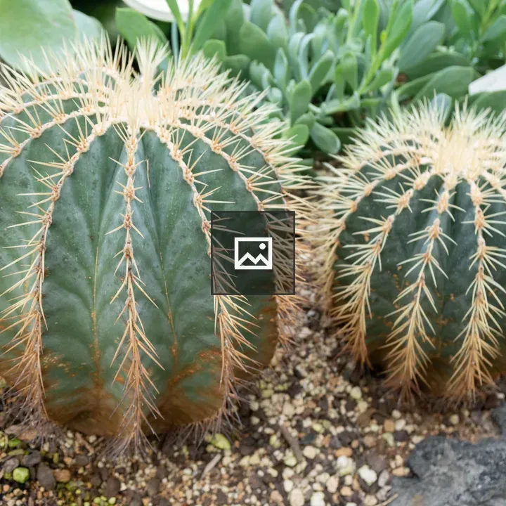 Golden Barrel Cactus