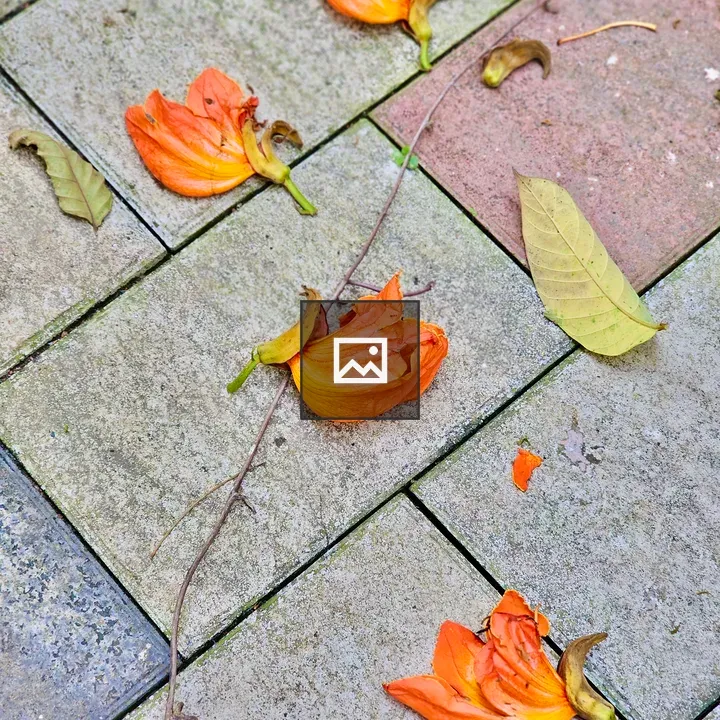 Fallen flowers of African tulip tree