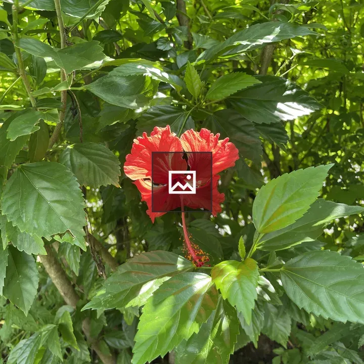 Red wildflower with green leaves
