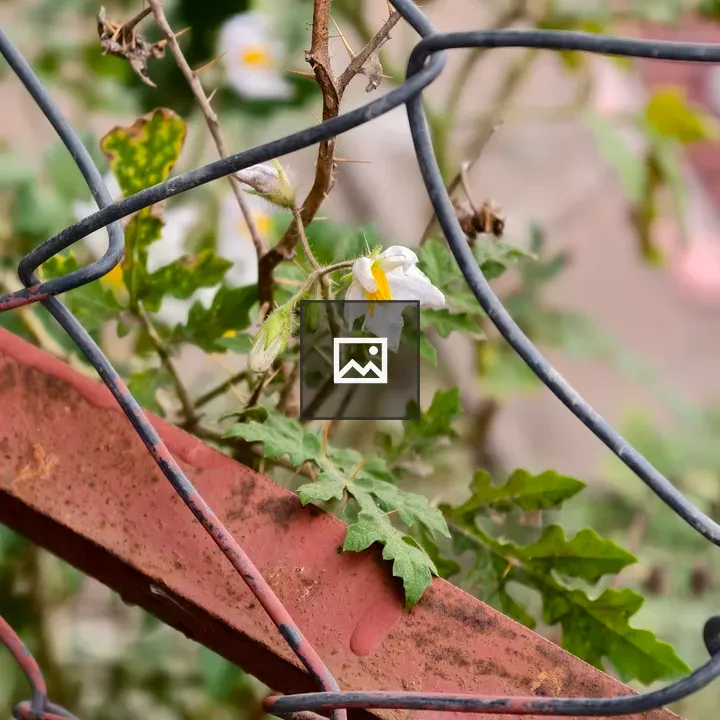 White flower on thorny stem