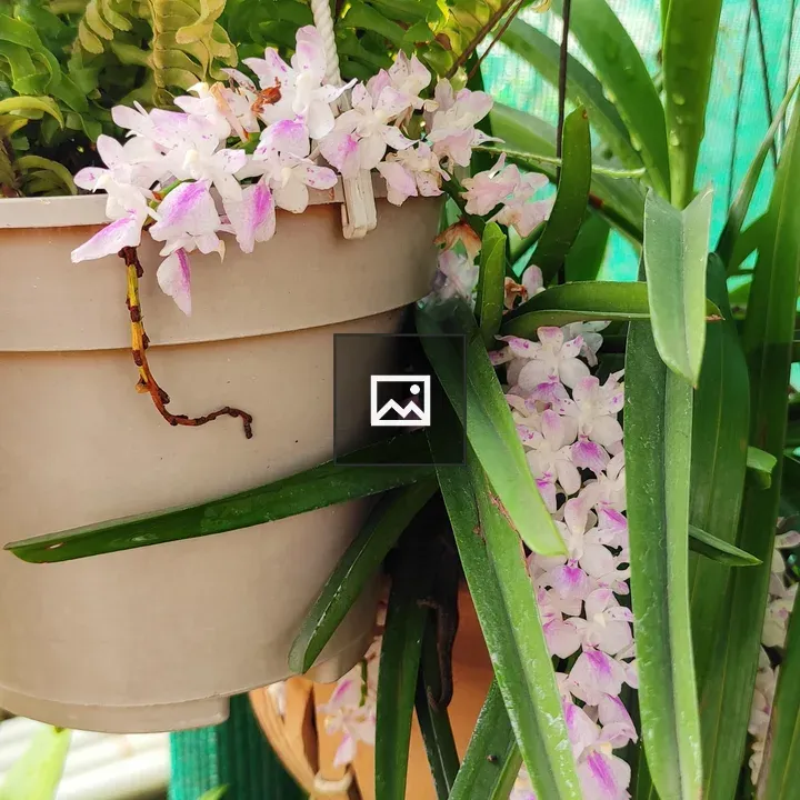 Flower - Aerides Falcata
