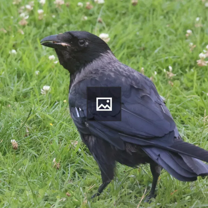 Hooded Crow on the Lawn
