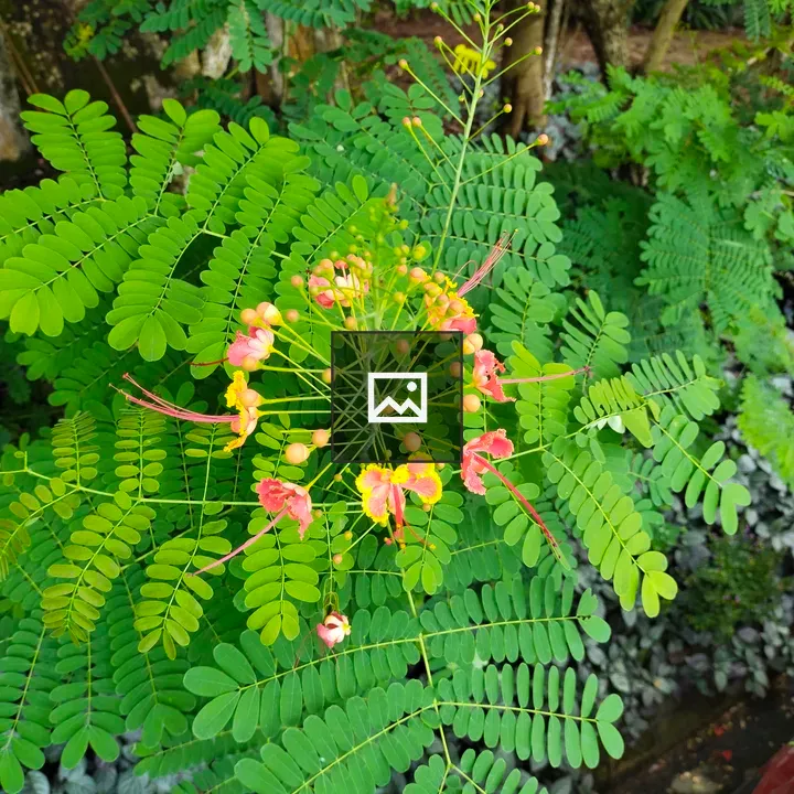 Peacock flower (Caesalpinia pulcherrima)