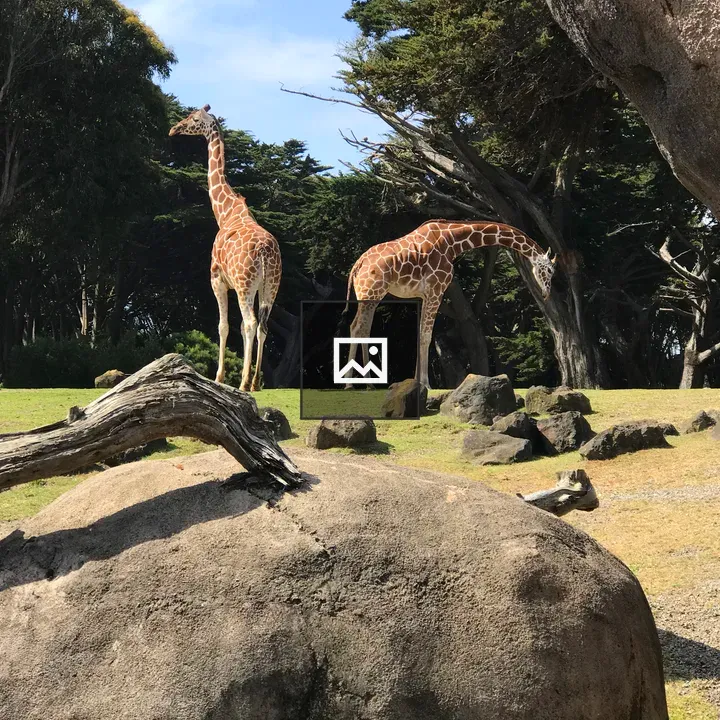 Giraffes in Landscape