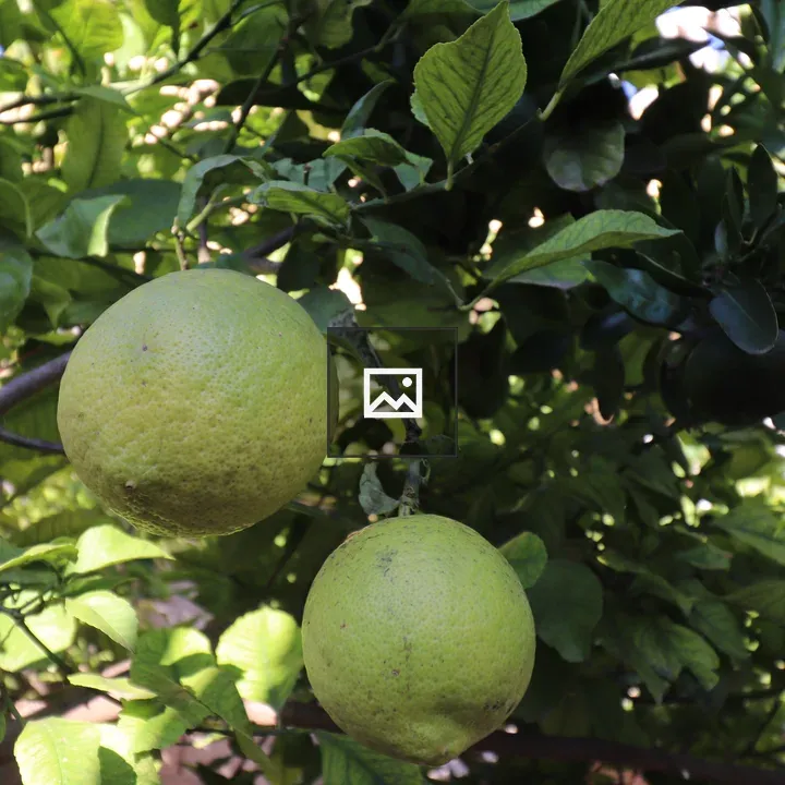 Lemons from the Garden