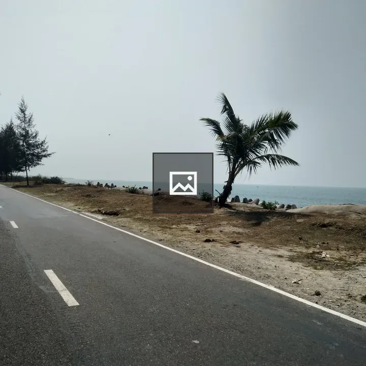 Palm Tree by the Road