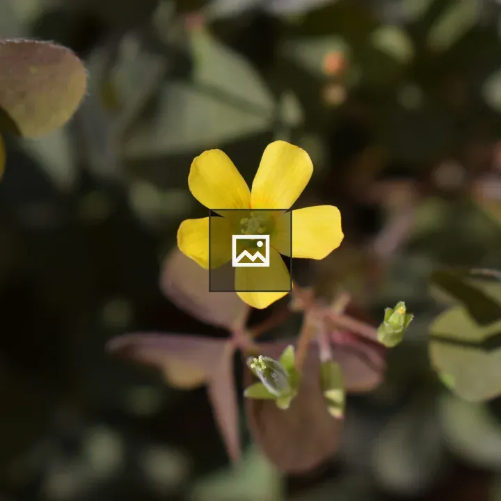 A close up of a yellow flower