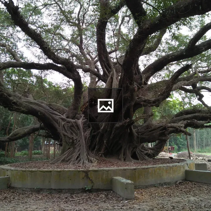 An oldest plant in Bangladesh