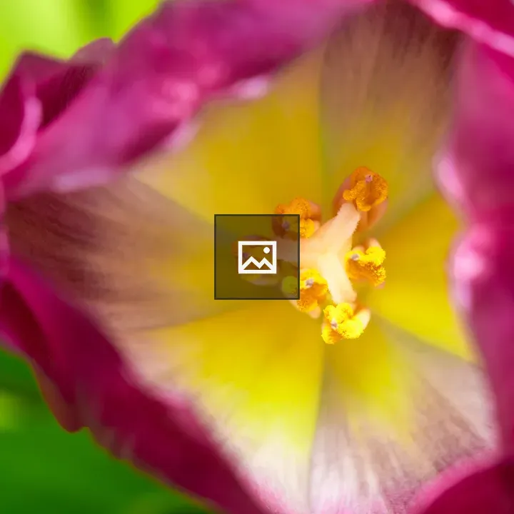 Flower with Stamens Macro