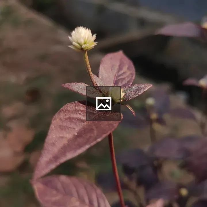 Alternanthera sessilis Plant