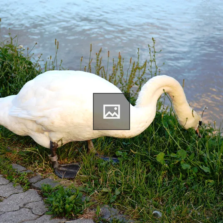 Tagged Mute Swan by Riverbank