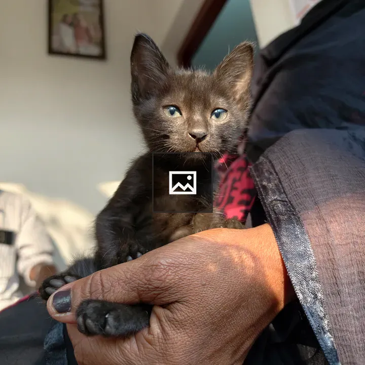 Small black kitten in hand