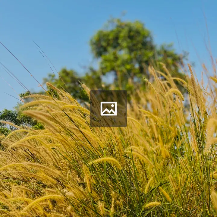 Grass in the Field