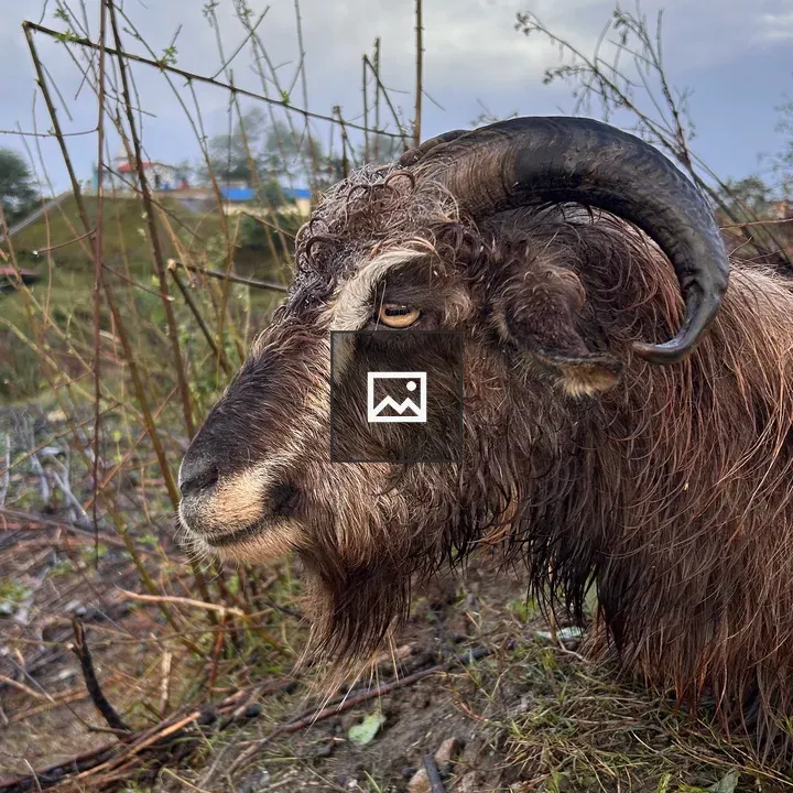 Close-up of a wet brown goat