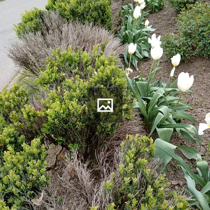 Garden scene with green shrubs and white tulips