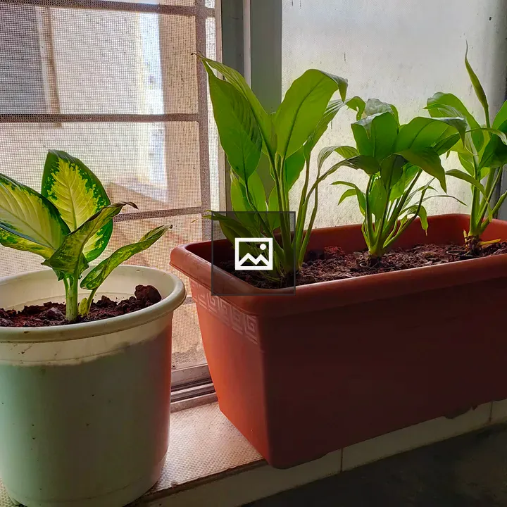 Peace Lily and Dieffenbachia in Pot