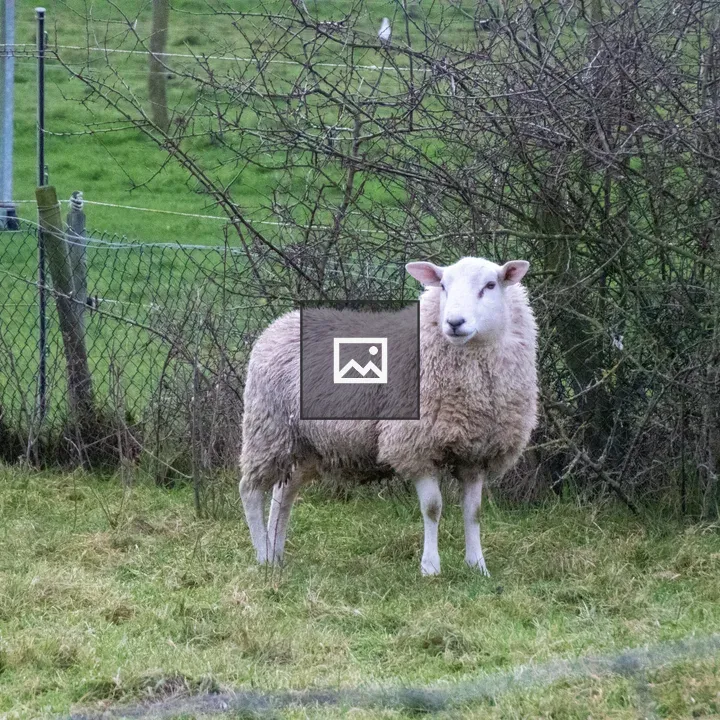 Sheep in a field with fence