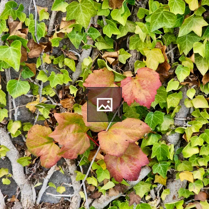 Ivy on Stone Wall in Evening
