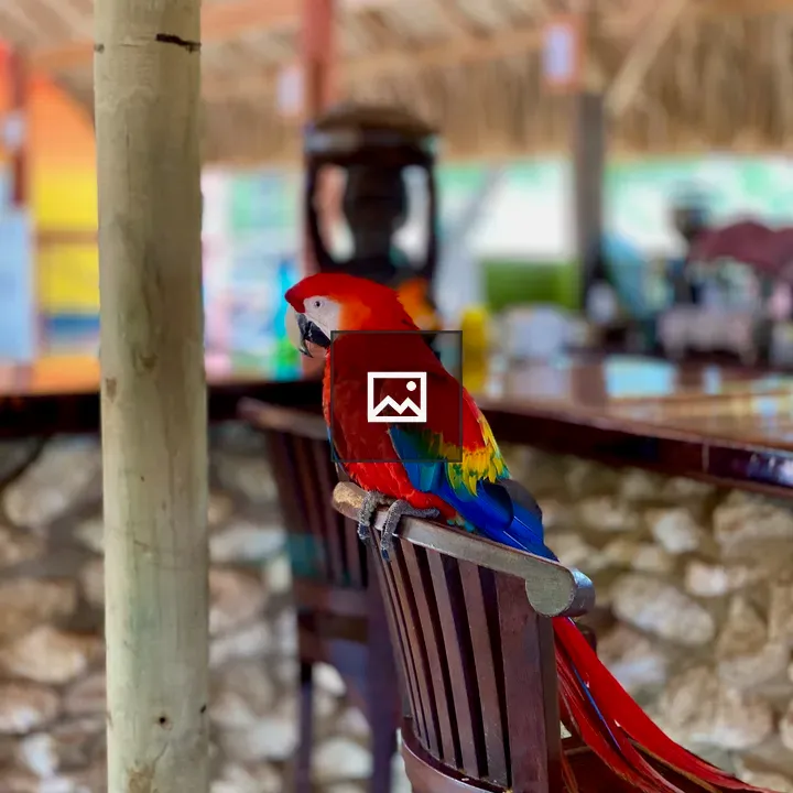 Red Parrot on Bar Chair