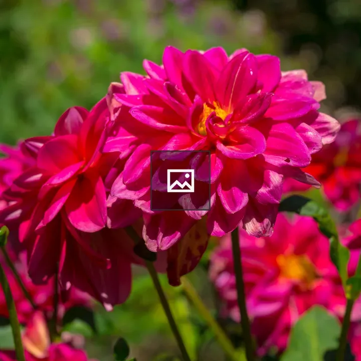 Dahlia Karma Lagoon pink flower