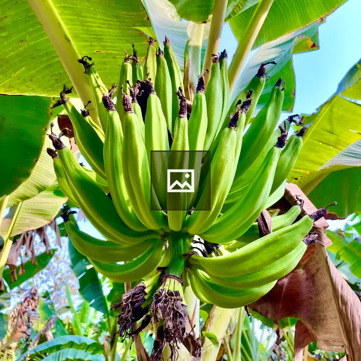 Tender Nendran Bananas