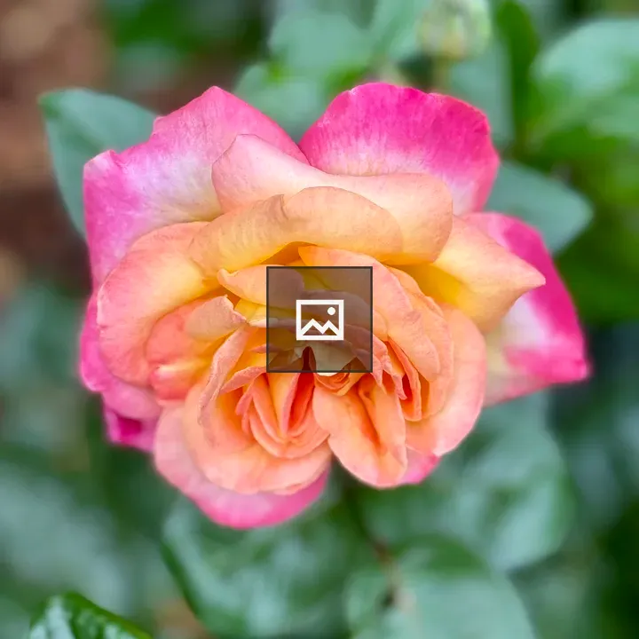 Multi-colored rose close-up