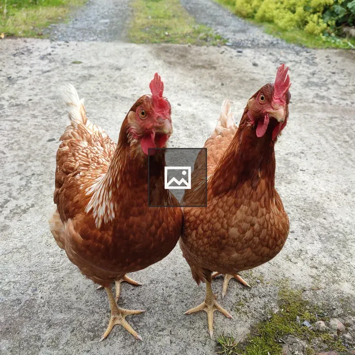 Chickens roosters in landscape