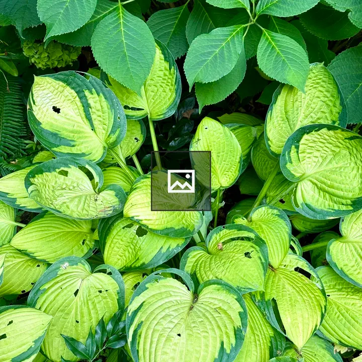 Hosta Leaves Evening Light