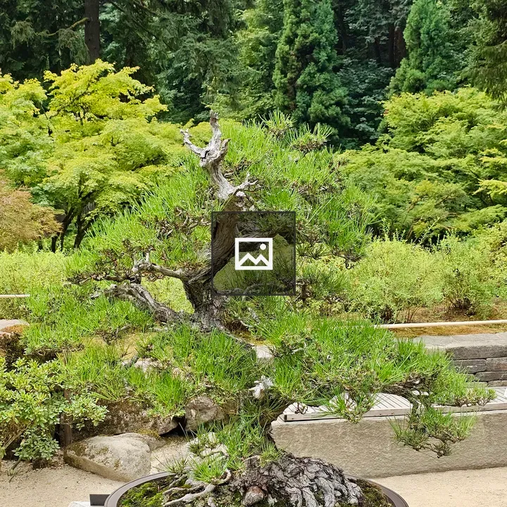 Twisted Pine Bonsai in Pot