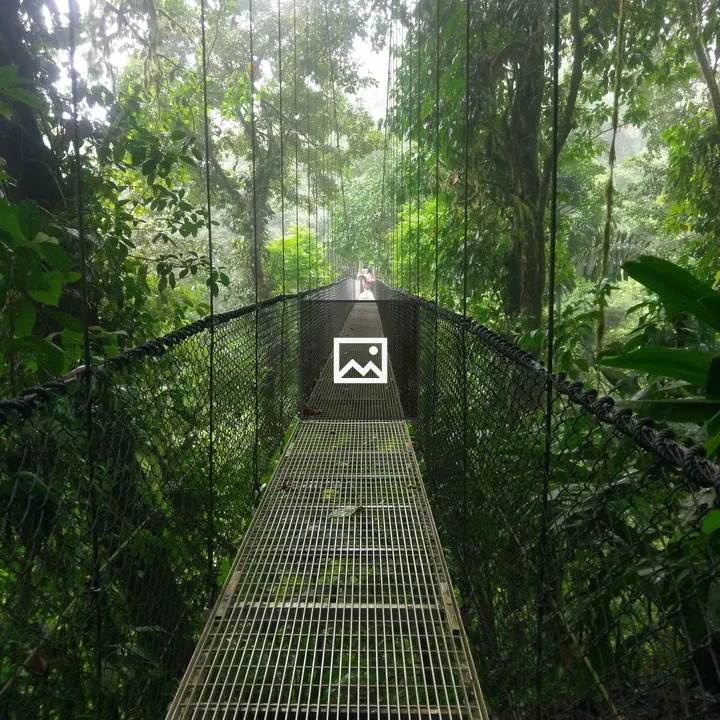 Suspension Bridge in Green Forest