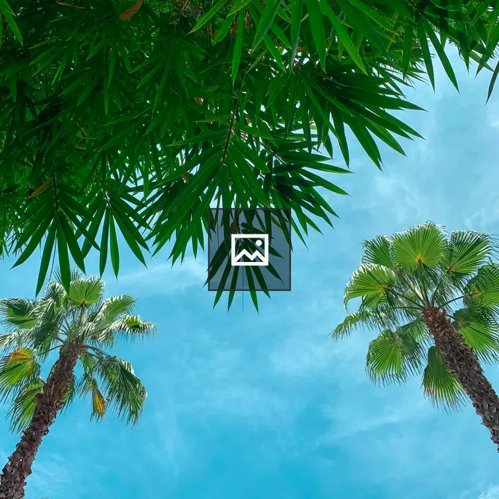 Palm Trees Looking Up