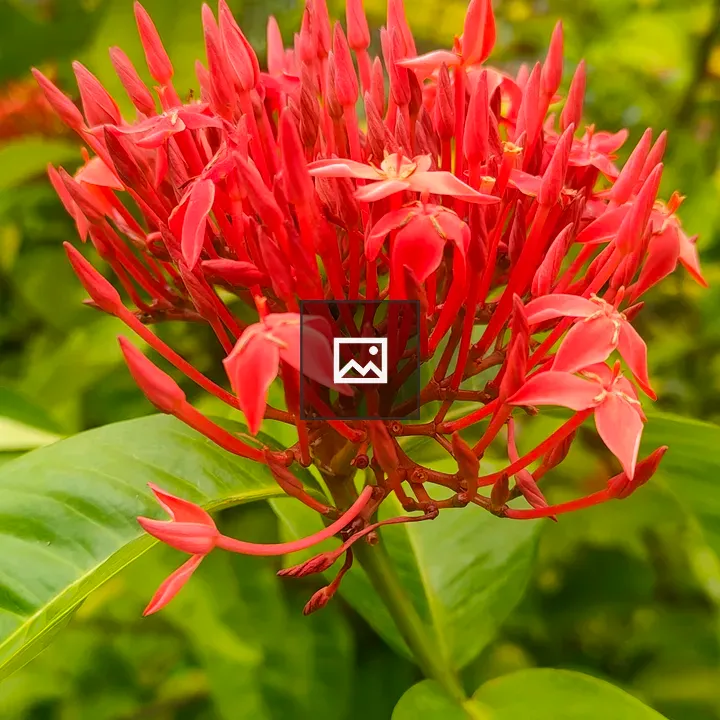 Chinese Ixora Flower