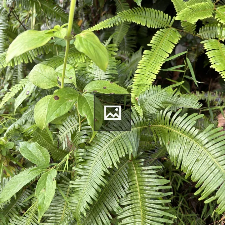 Close-up of green plants and ferns