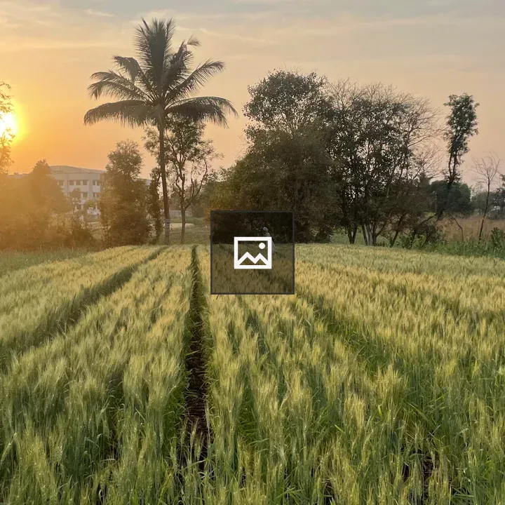 Wheat field at sunset