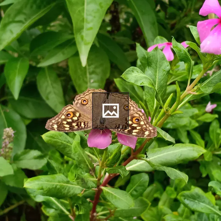 Flower with Butterfly