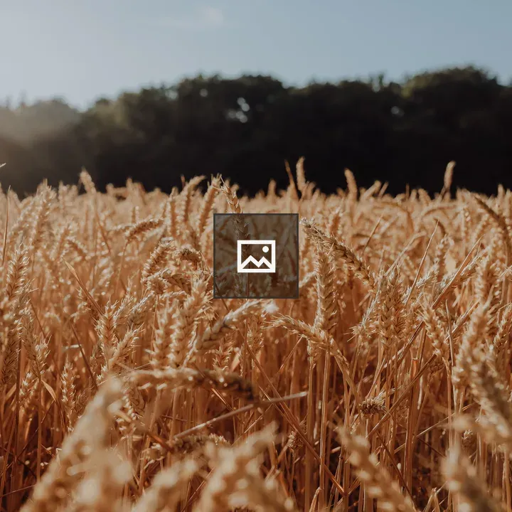 Golden Wheat Field