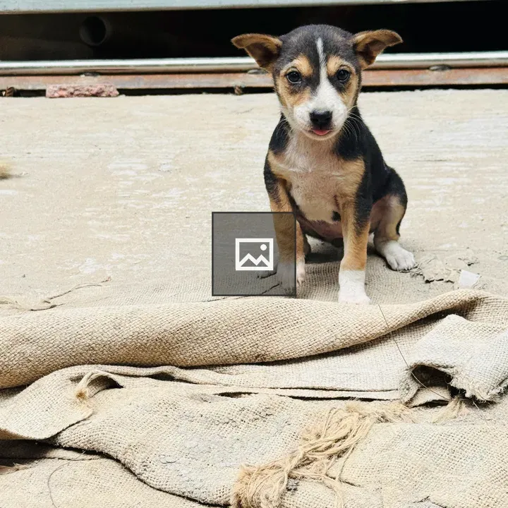 Puppy on Concrete with Burlap behind